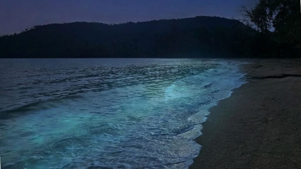 Bioluminescent Plankton Experience